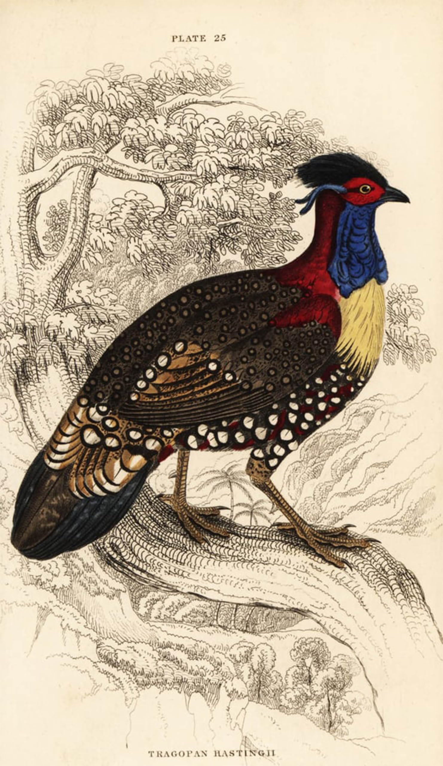 POSTERIIk Vintage Print Pop Art Landscape Artwork Western Tragopan or Western Horned Tragopan by William Home Lizars Art Prints for Office Home Decor 60x90cm