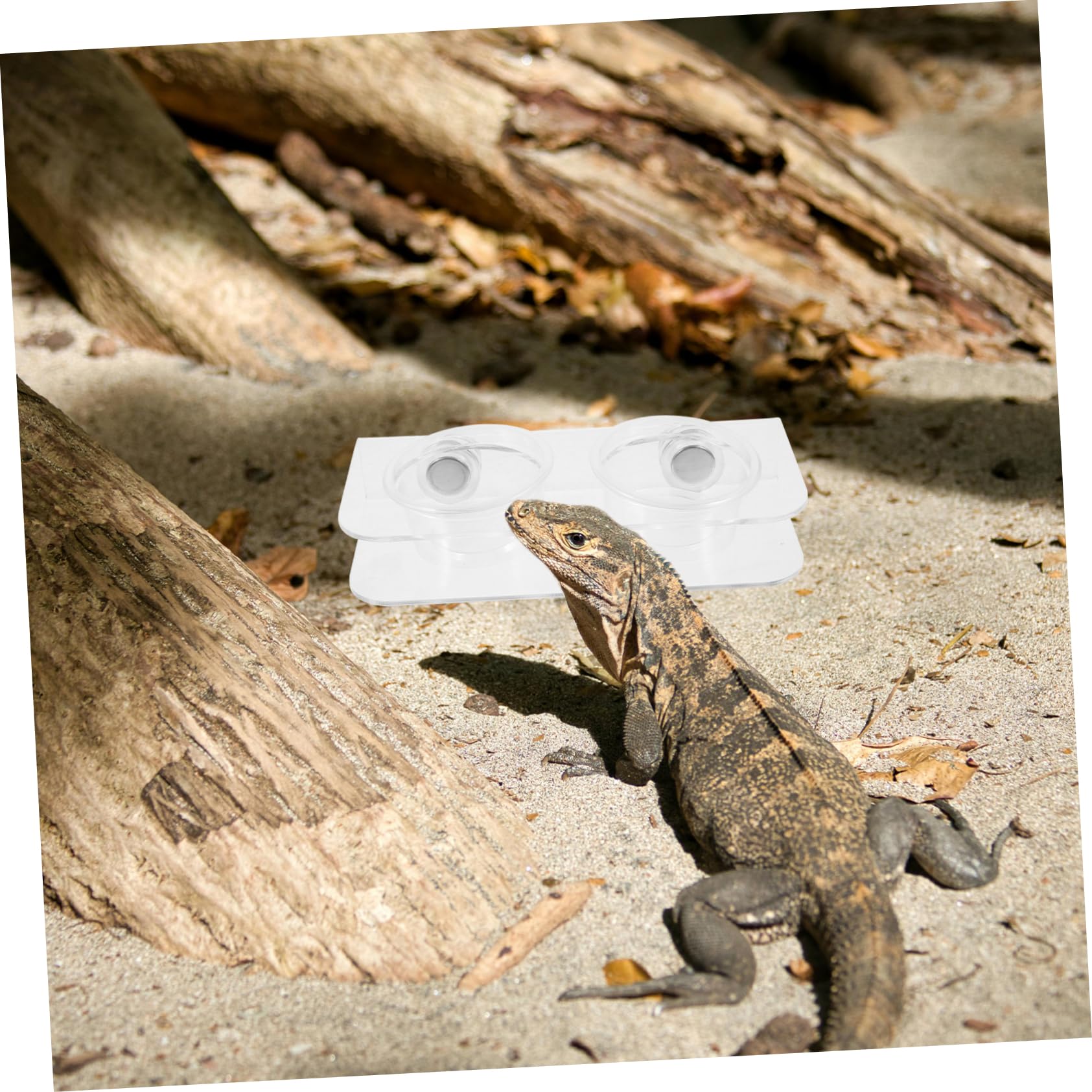 Yardwe 5 Juegos Comedero para Reptiles Cuenca De Agua De Reptil Tazas De Comida Gecko Repisa De Alimentación De Reptiles Repisa del Comedero para Gecos Alimentador De Gecos Acrílico