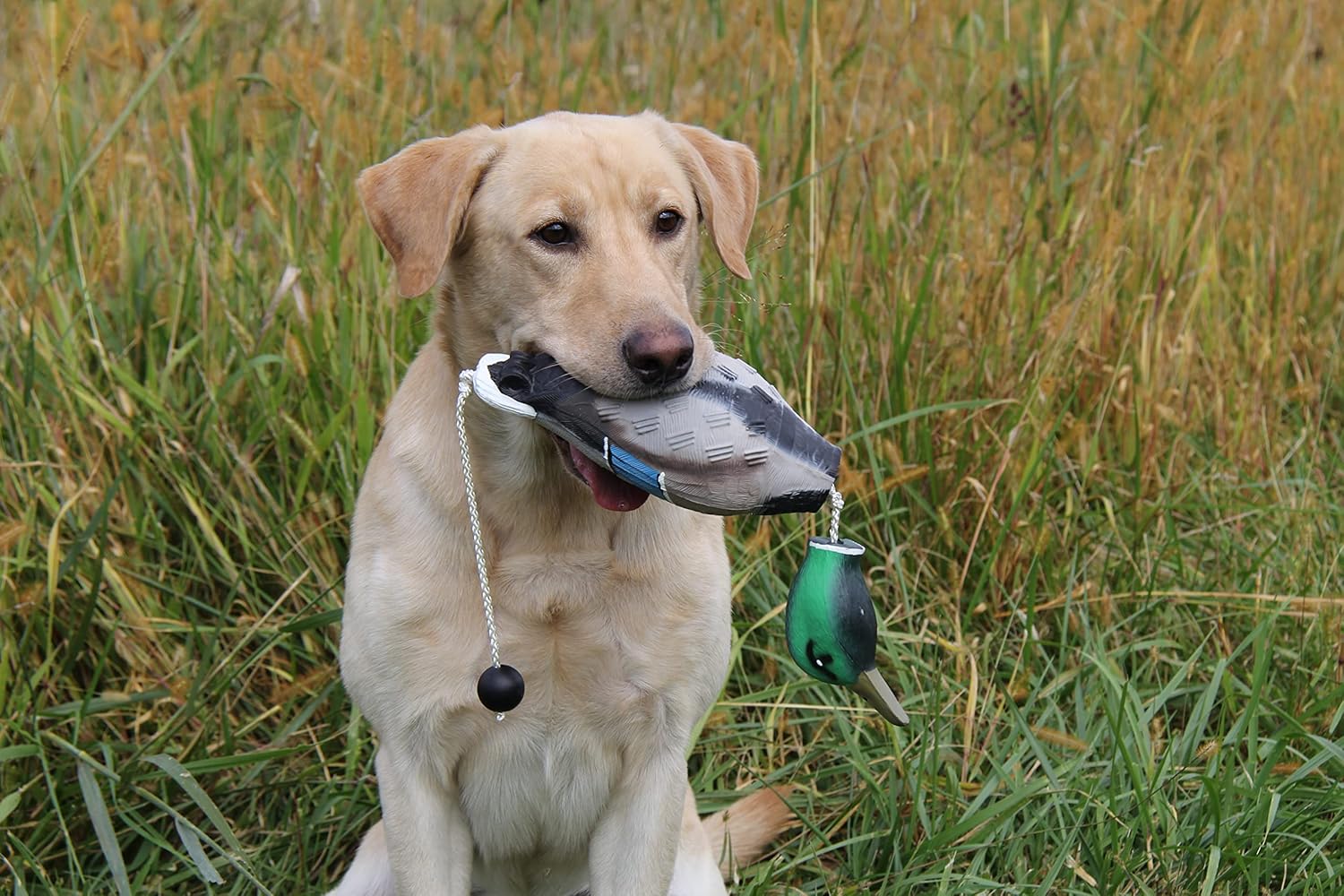 Premium Dog Training Kit - Duck Dog Retrieving Dummy Mallard/Standard Bumper White (6-Pack) with Mesh Bumper Bag - Optimal for Effective Training Sessions