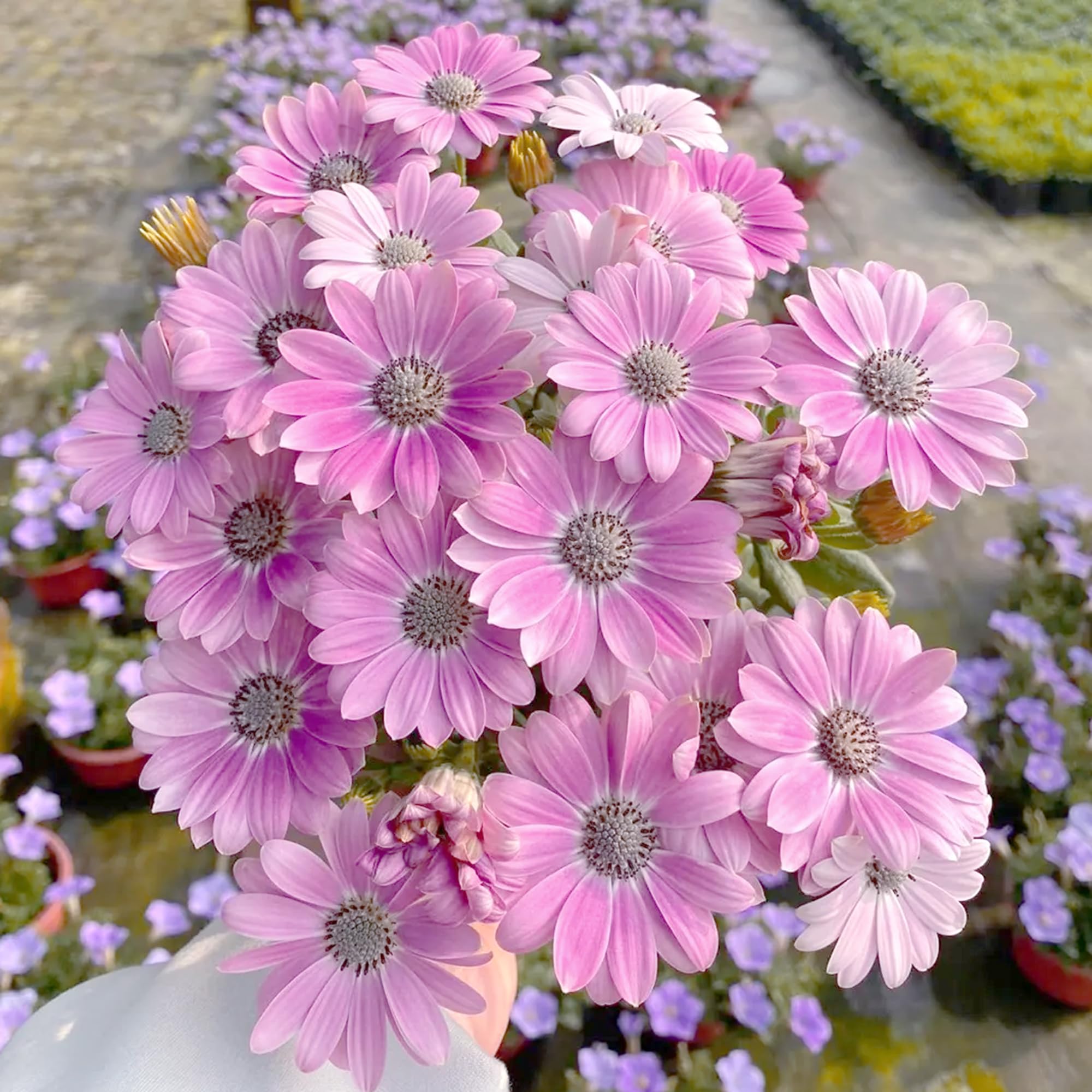 Amazon.com : Mixrug African Daisy Seeds for Planting, 148pcs