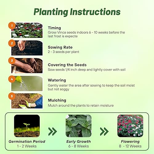 Miniatura 4 de Outsidepride American Pie Mix - Semillas de bígaro para plantar, 100 unidades, anuales, de floración rápida, tolerantes al calor y a la sequía, con