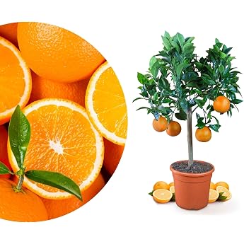 Meine Orangerie Orange Tree - Real Orange - Citrus Plant - Citrus Sinensis - Orange Tree - Refined Orange Tree in Gardener Quality Mezzo [M]