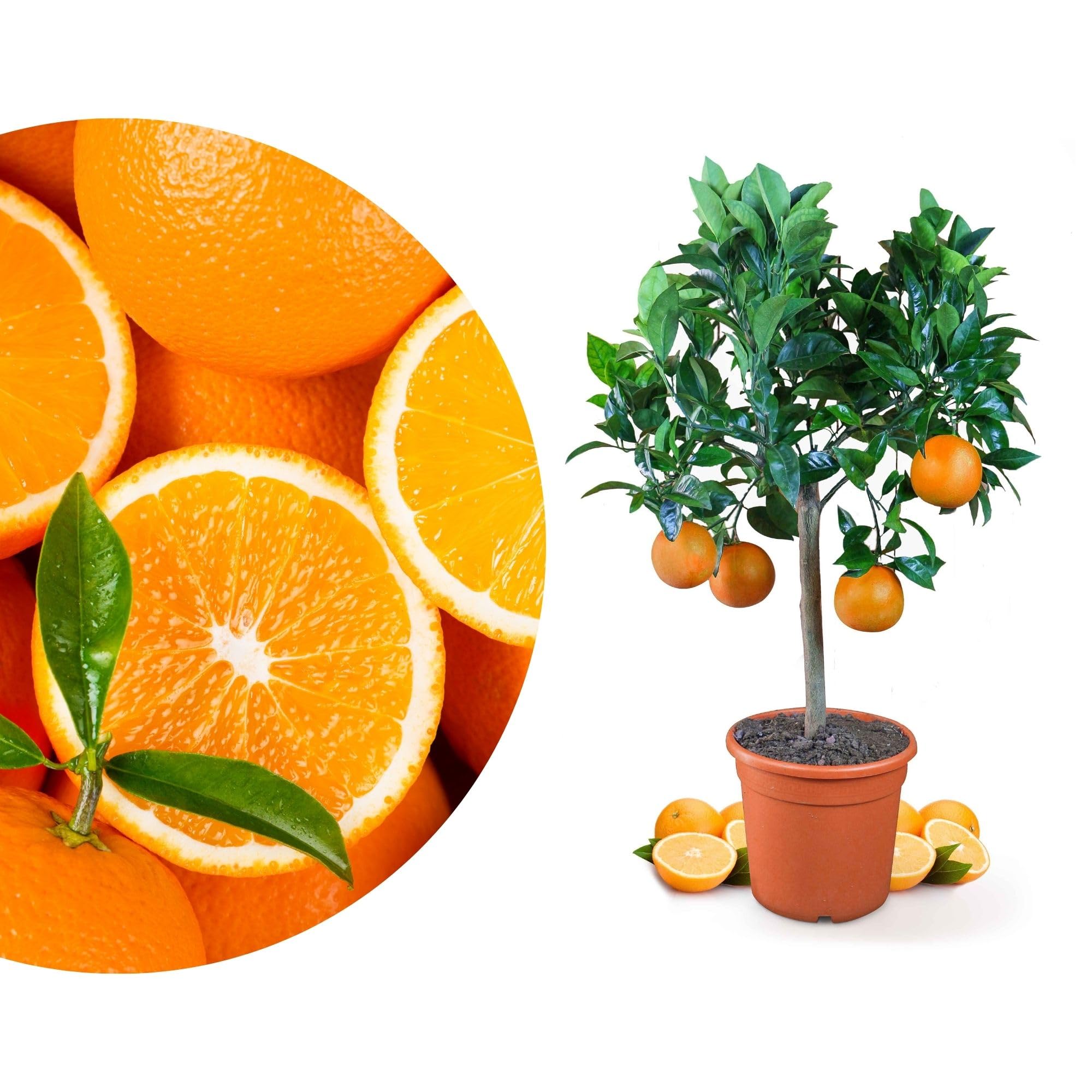 Meine Orangerie Orangenbaum - echte Orange - Zitruspflanze - Citrus sinensis - Orange Tree - veredelter Apfelsinenbaum in Gärtner-Qualität (Mezzo [M])