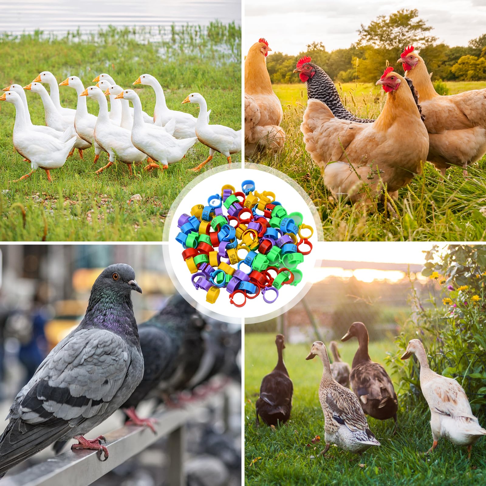 Anillas para Gallinas 16 mm Anillos de Identificación de Pollo Número 1-100, 5 Colores