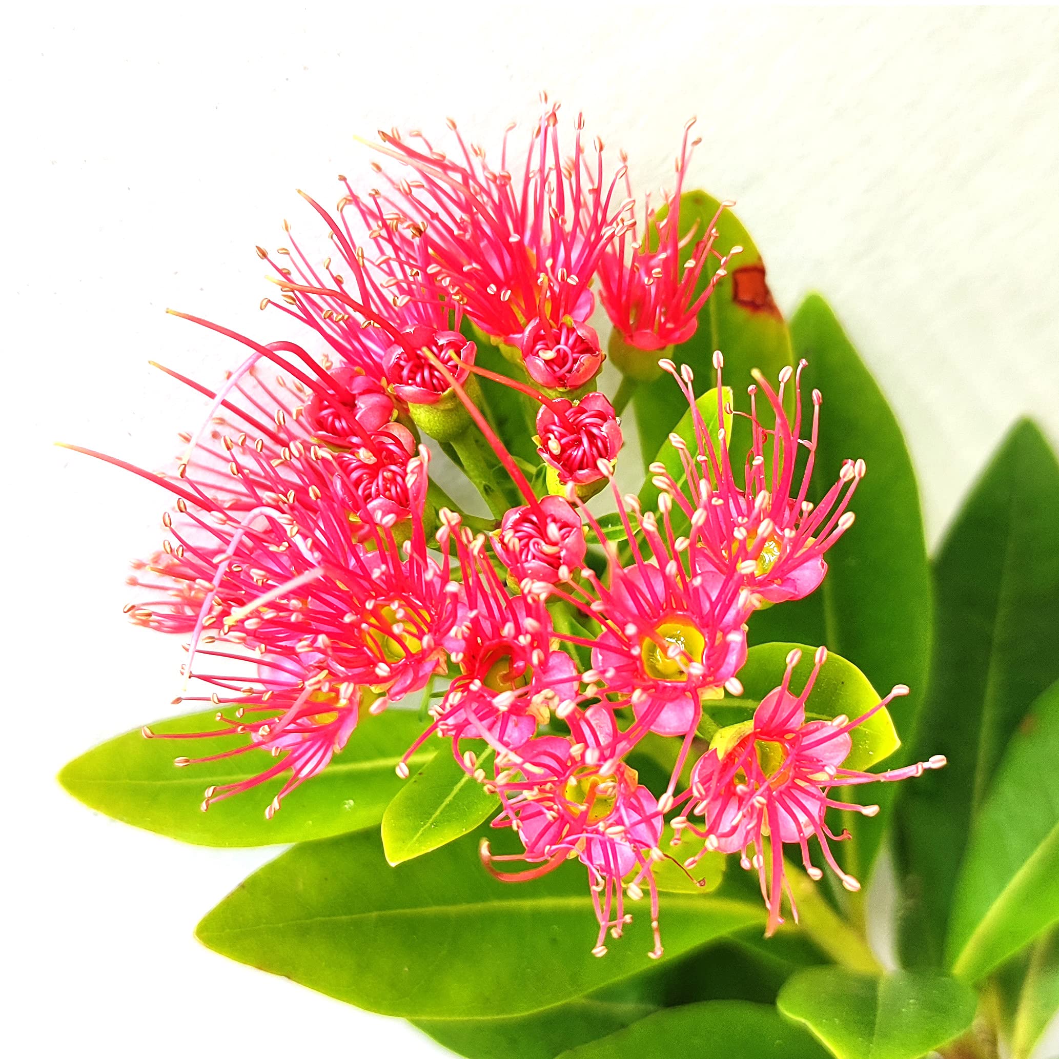 Crimson Penda | First Love Red Penda | Flower Plant (B096MX3NS2) Amazon Price History, Amazon Price Tracker