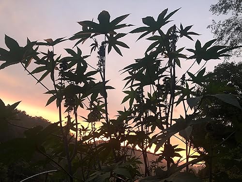 Miniatura 9 de Semillas de ricino (Ricinus communis) 30 semillas (0.12 onzas)  Planta de topo, árbol maravilla africano, planta de frijol topo por Smoke Camp Crafts