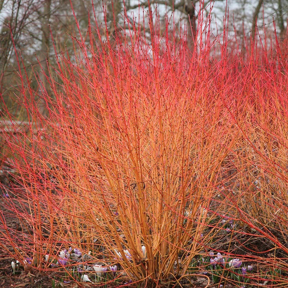 Cornus sanguinea Midwinter Fire - Flaming Dogwood - Plant in 2 L Pot