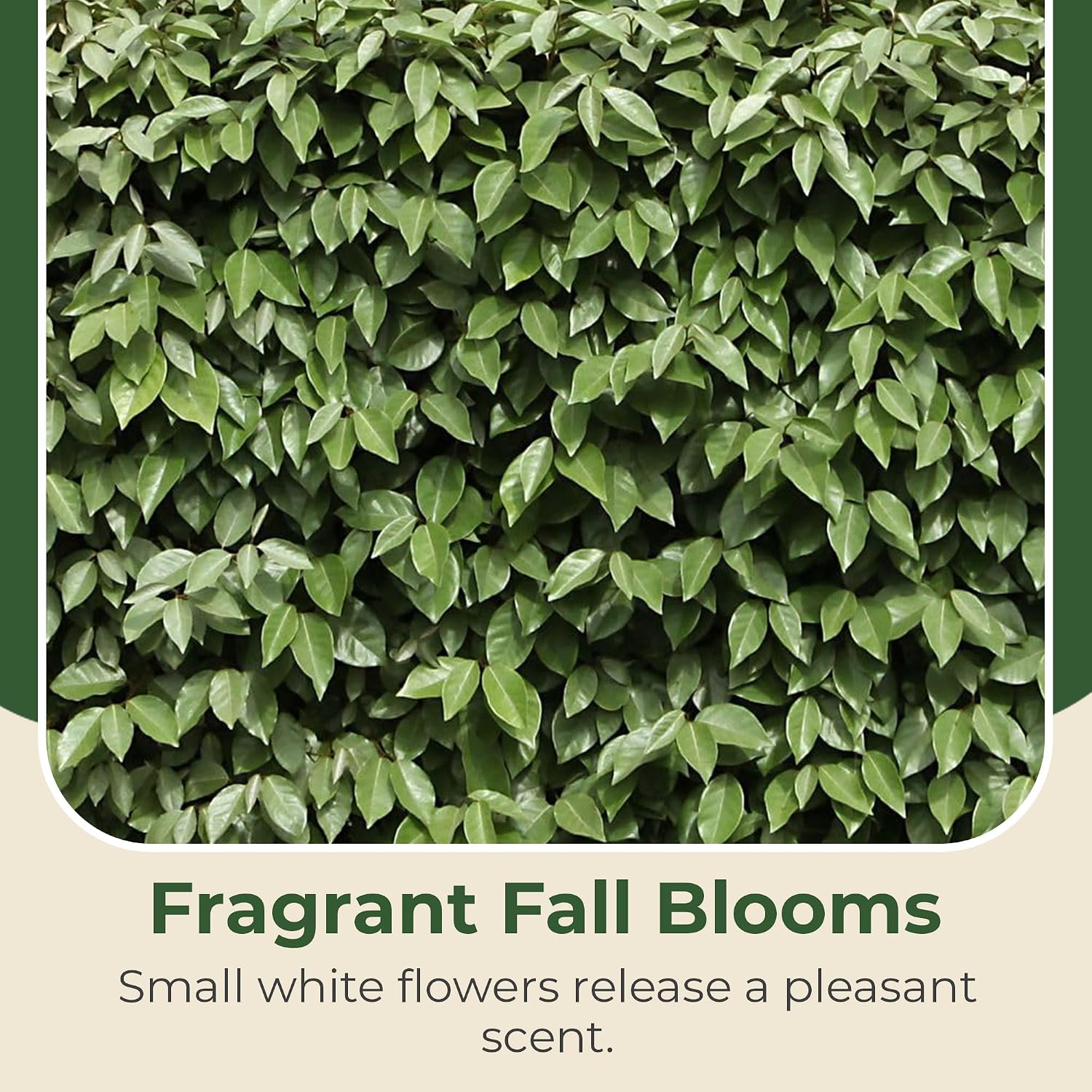 Elaeagnus Shrub Live Outdoor Plant – Fast Growing Evergreen Hedge w/Fragrant White Flowers & Red Berries Grows Upto 10 ft in 3 Gal Grower Pot – Hardy Drought Tolerant Landscape Plant, 1-Pack