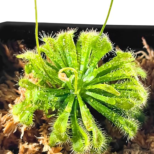 Miniatura 2 de Planta de rocío de sol con hojas de cuchara viva. Tamaño adulto, Drosera Spatulata, planta carnívora, garantía de 30 días