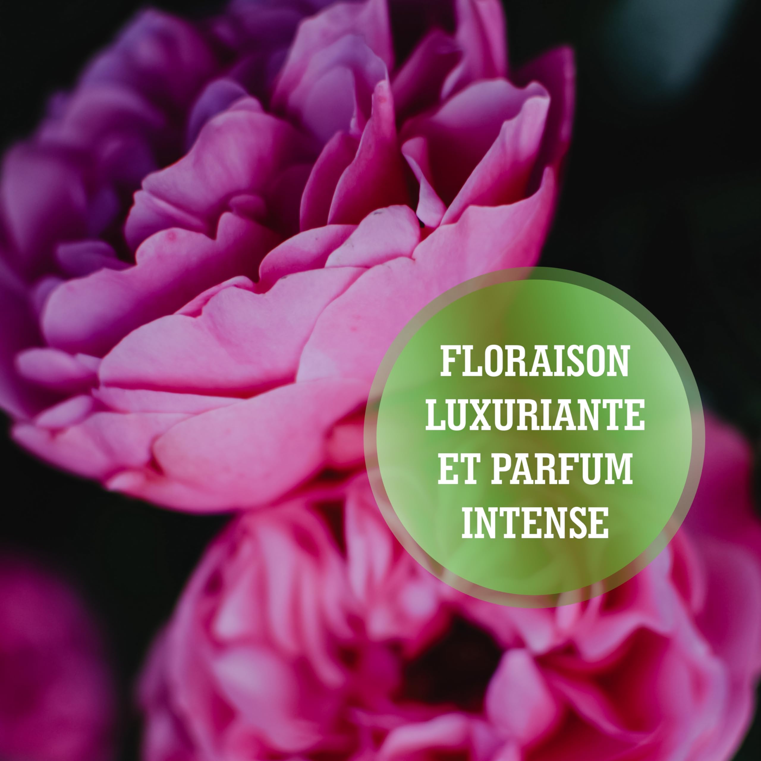 LERAVA® Engrais Rosier et Arbustes à Fleurs (800 g) - Engrais Bio Naturel - Favorise Croissance Vigoureuse et Couleurs Éclatantes - Engrais Rosier Extérieur et Plantes Fleuries - 100% Made in Italy