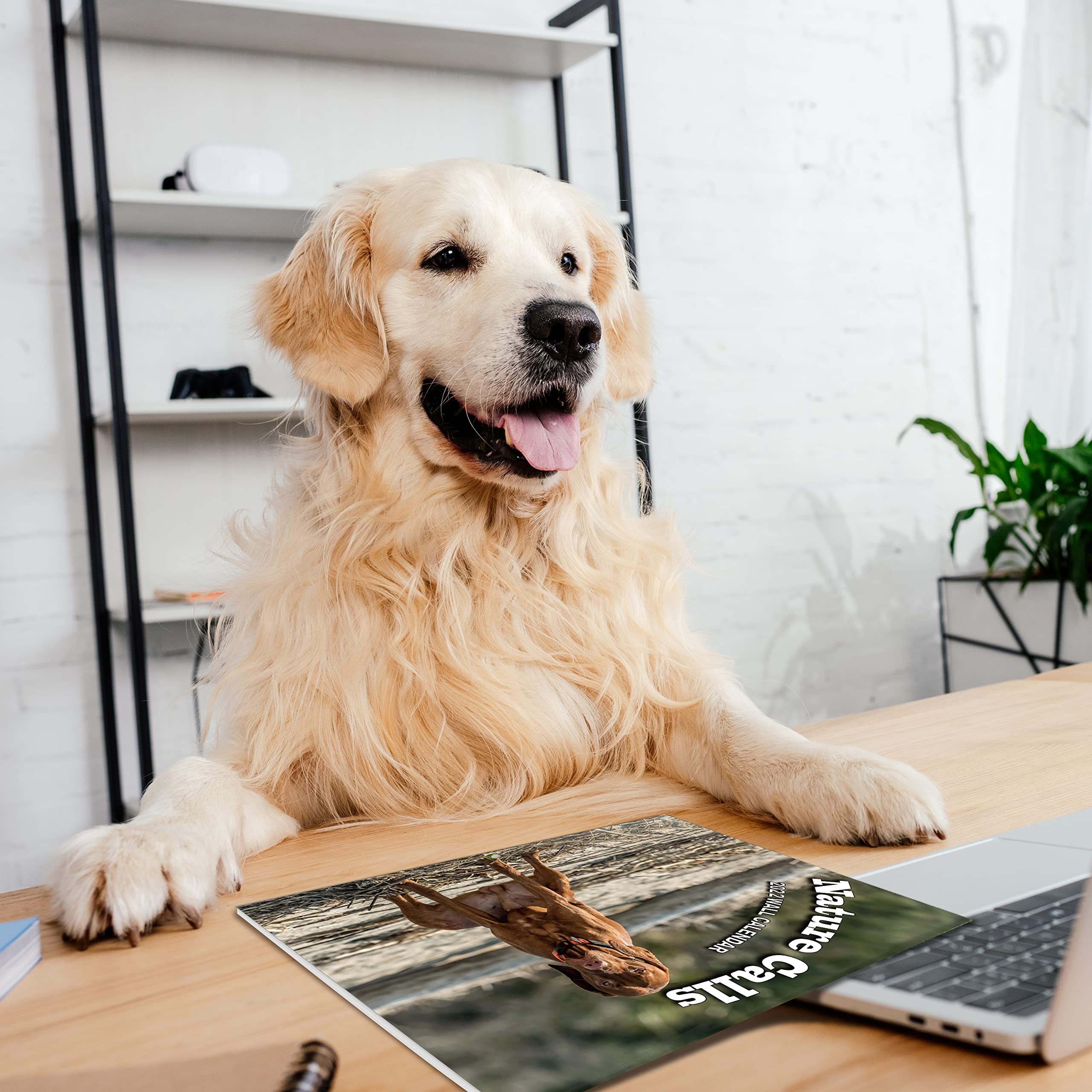 2022 Calendar Pooping Dogs Wall Calendar 2022 from Jan