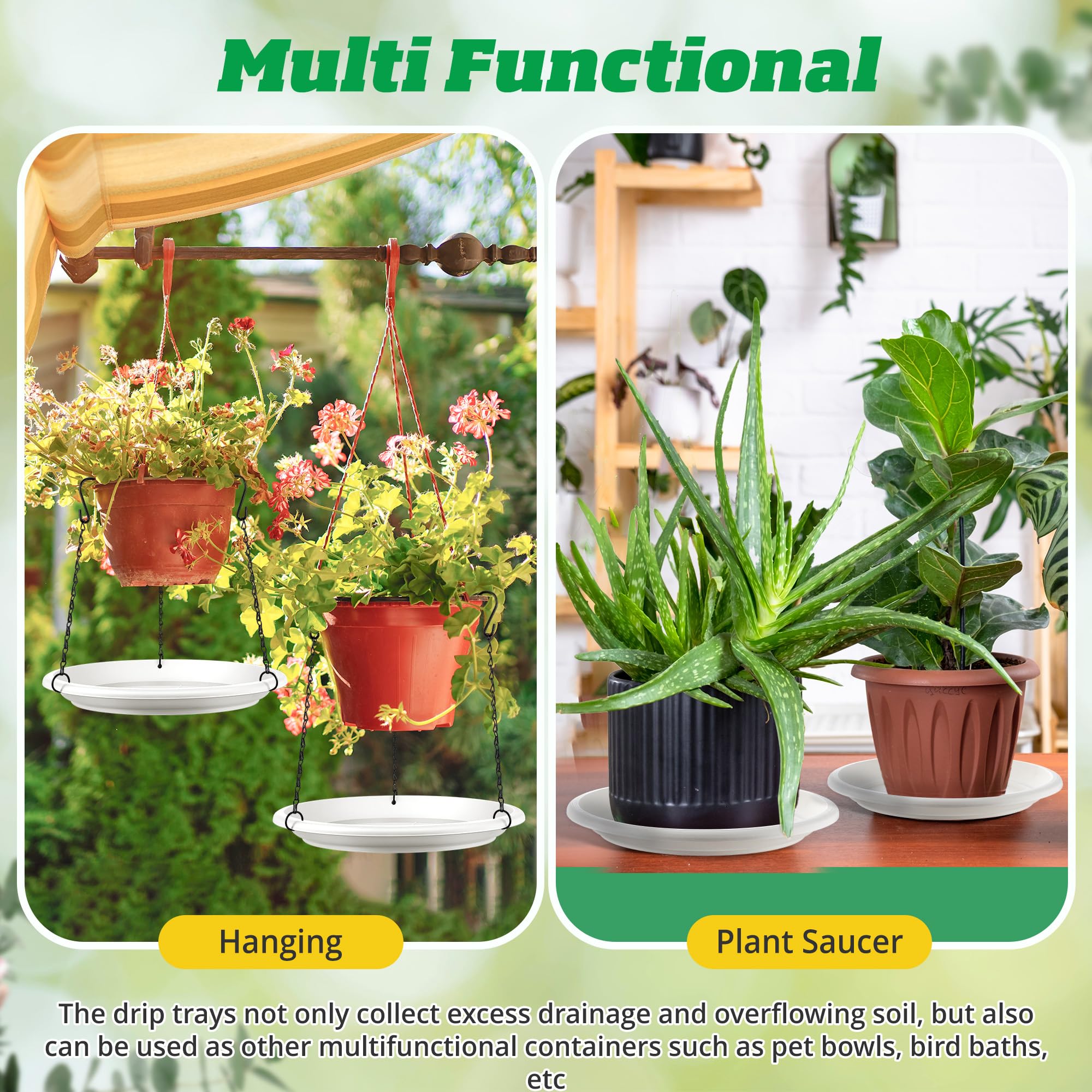 prayer plant for sale Red Prayer Plant: Maranta - 6" Pot