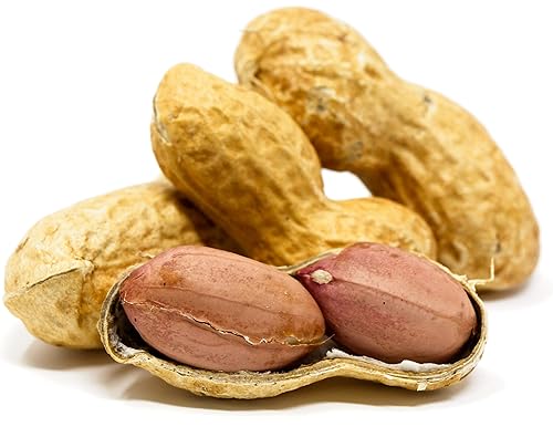 8 Best Squirrel Peanuts in Shell for 2024 [Comfort & Quality]