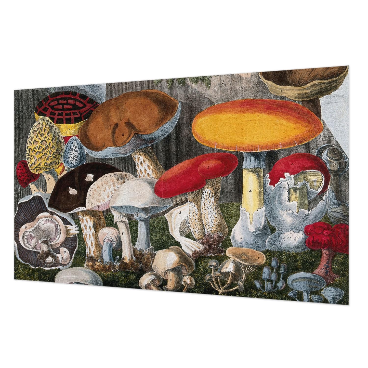 Papier peint champignons botaniques 416x254 cm Tulup pour salon