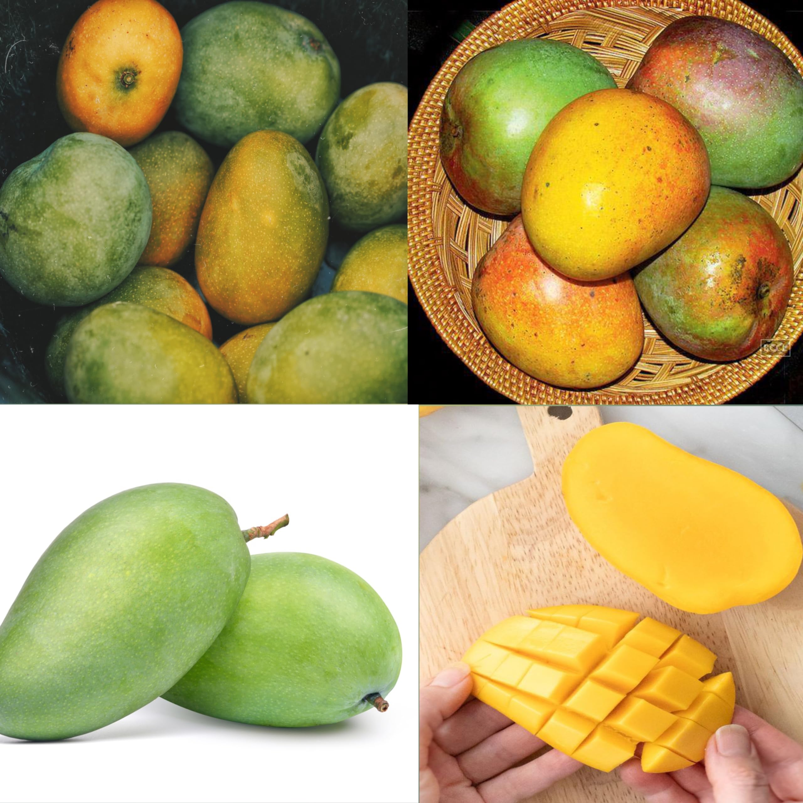 See full amazon price history chart for Eroanvia Combo 2 "Mundappa Mango Tree Grafted + Amrapali Mango Plant Height 2-3 Feet Live Fruit Plant Hybrid Mango Plant "King Of Fruits" Healthy Live Plant For Home Garden Eroanvia Combo 2 "Mundappa Mango Tree Grafted + Amrapali Mango Plant Height 2-3 Feet Live Fruit Plant Hybrid Mango Plant "King Of Fruits" Healthy Live Plant For Home Garden (B0CH8MJCRZ) Amazon Price History, Amazon Price Tracker