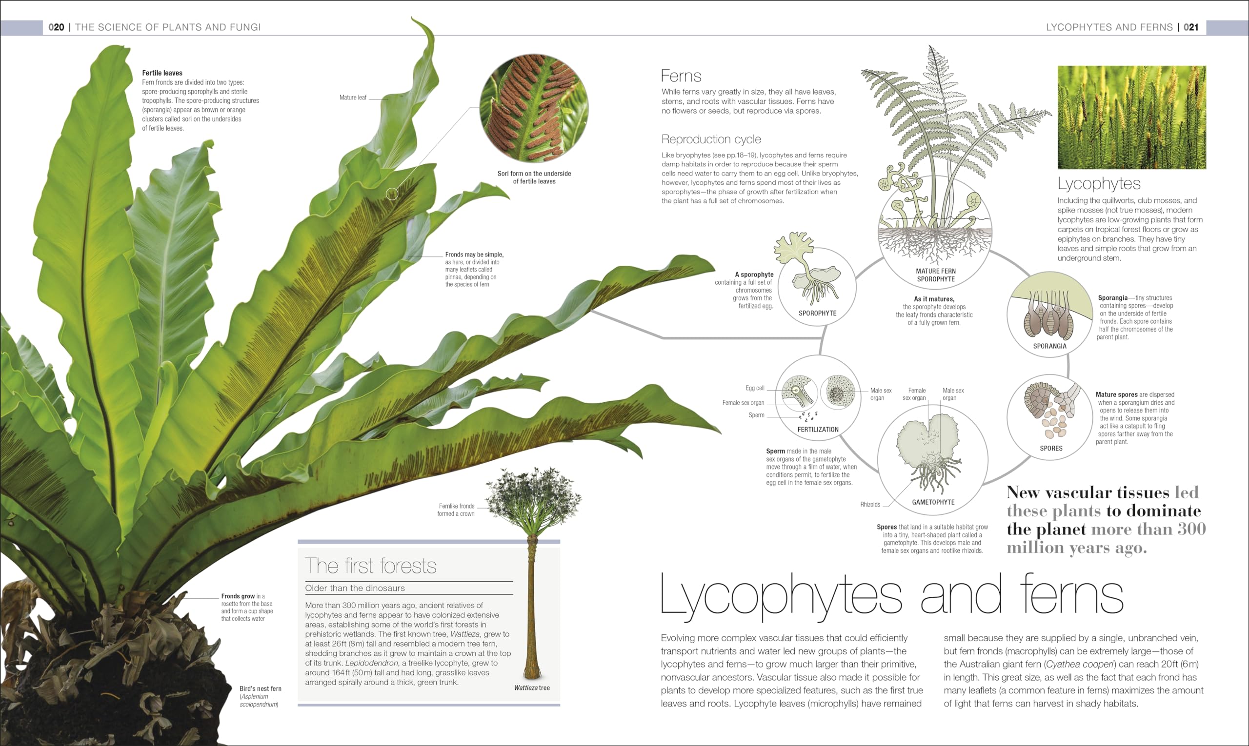 Plants and Fungi: The Definitive Visual Encyclopedia (DK Definitive Visual Encyclopedias) - Image 3