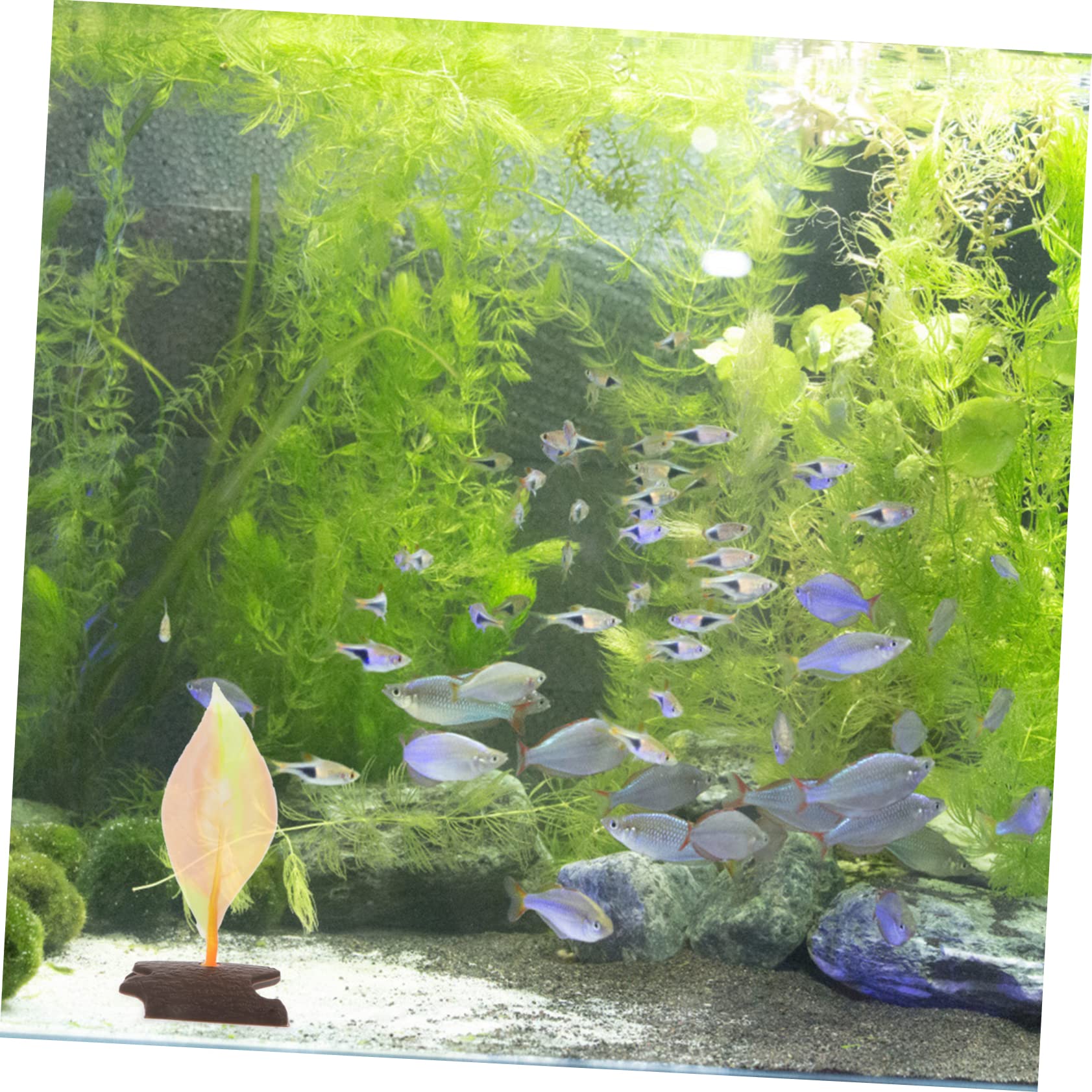 Yardwe 12stücke Betta Fisch Ruheblatt Aus Für Zucht Und Spielbereiche Im Aquarium Mit Saugnäpfen Zur Einfachen Bunten Farben