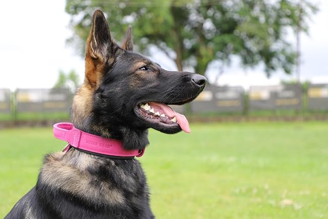 Foto 3 de 8 de Dingo Gear Collar para Perro Drago de Cuero, Amortiguado con Asa Ancha y Fuerte, Hecho a Mano