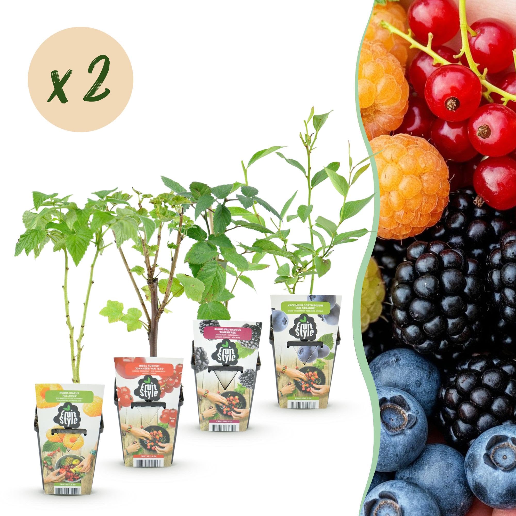 GreenboutiQ - Obstpflanzen - Regenbogen - Rote Johannisbeere - Gelbe Himbeere - Schwarze Brombeere - Blaue Beere - Winterhart - 8 Pflanzen - Topf 9cm