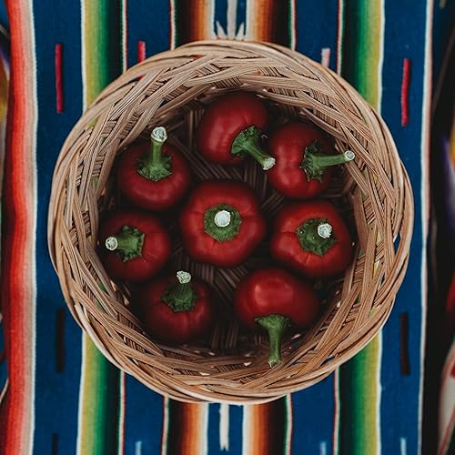 Miniatura 2 de Cascabel Chile Pepper - 25 semillas - Variedad de reliquia y polinizada abierta, semillas de vegetales sin OMG para plantar en el jardín doméstico,