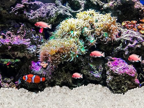 Miniatura 5 de ZHIYUXI Piedras de cristal de cuarzo transparente para pecera, grava, jarrón de relleno de piedras trituradas, cristales curativos pulidos, piedra