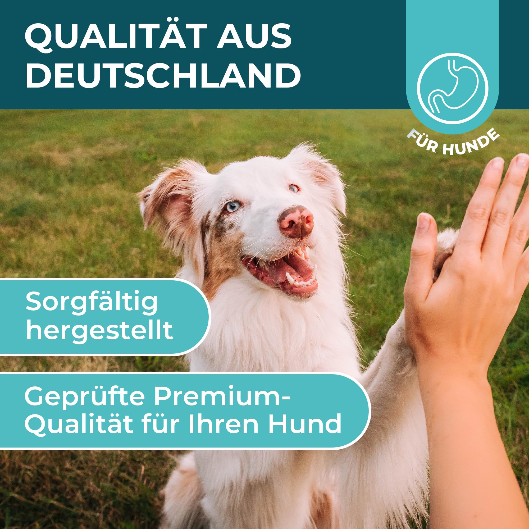 Magen-Darm Pulver für Hunde, 250g - Präbiotika & Probitika Hund zur Darmsanierung - Unterstützt bei Durchfall, Verdauung und dem Darmflora Aufbau - praktisch als Futtertopping - mit Flohsamenschalen