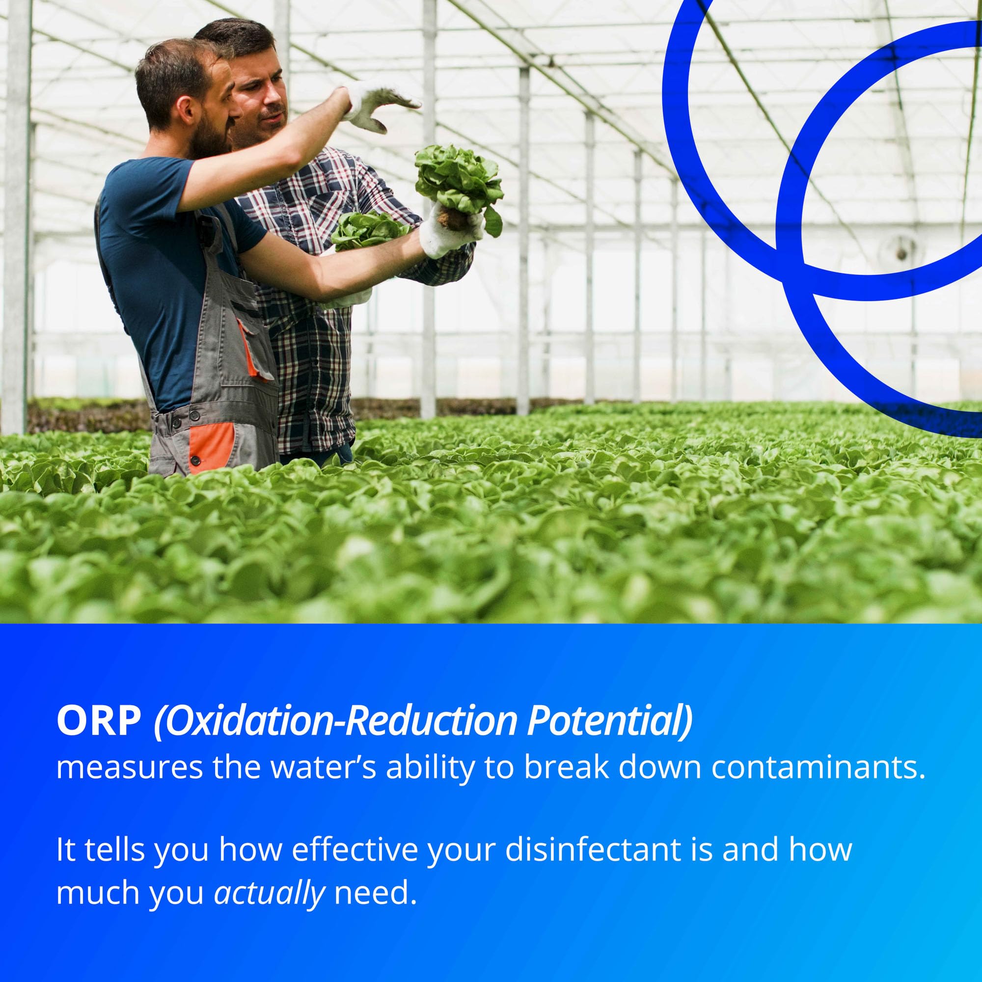 Bluelab Sonda ORP - Sonda de platino resistente con diafragma cerámico y cable de 2 m para monitorear desinfectantes que contienen cloro