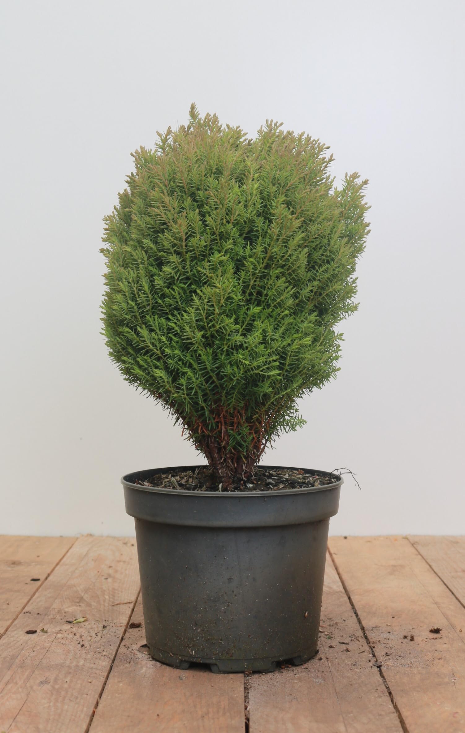 Thuja occidentalis 'Teddy' 2025 cm  Immergrn, Winterhart, Pflegeleicht   Kugel-Lebensbaum  Kbelpflanze fr Terrasse & Balkon : Amazon.de: Garten