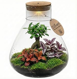 Bonsai Terrarium – Pflegefreies Pflanzen Terrarium mit Licht – Ökosystem im Glas – Ø 30 cm ↥ 32 cm – 2 Zimmerpflanzen 1 Bonsai Baum – Batteriebetriebene Beleuchtung