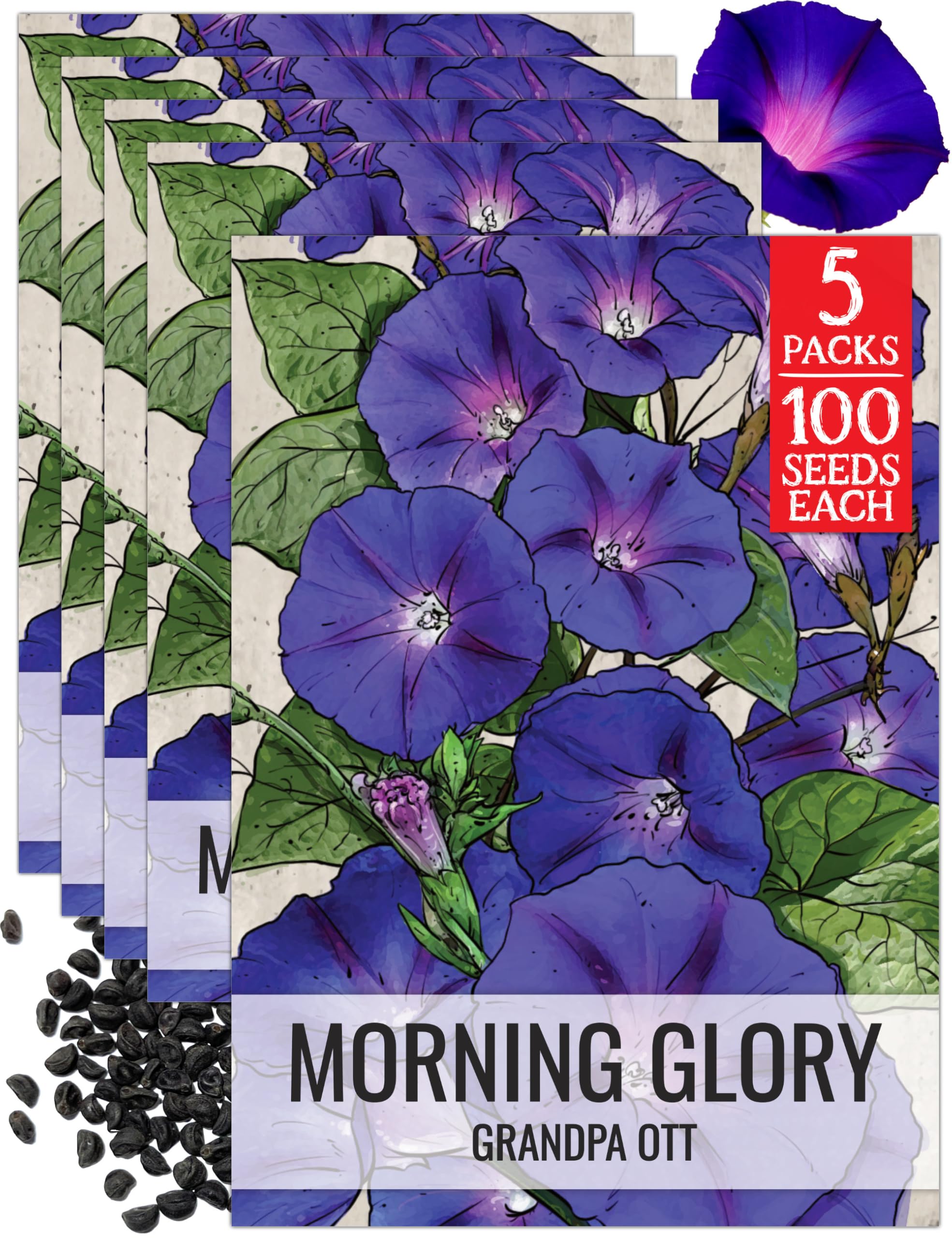 Amazon.com : Seed Needs Grandpa OTT Morning Glory Seeds to Plant