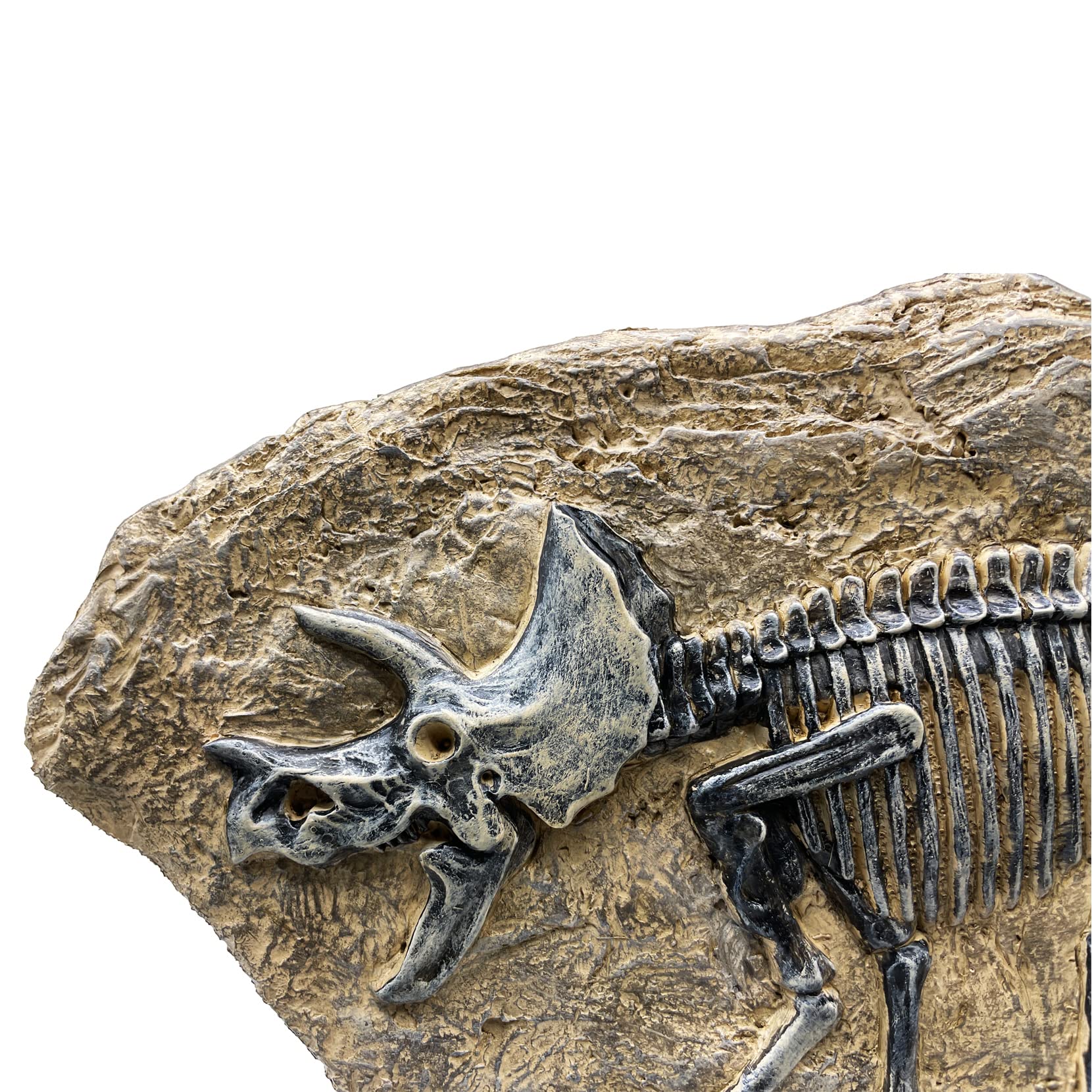 Amazon.co.jp: XINDAM 樹脂 トリケラトプス 恐竜 化石 像 モデル