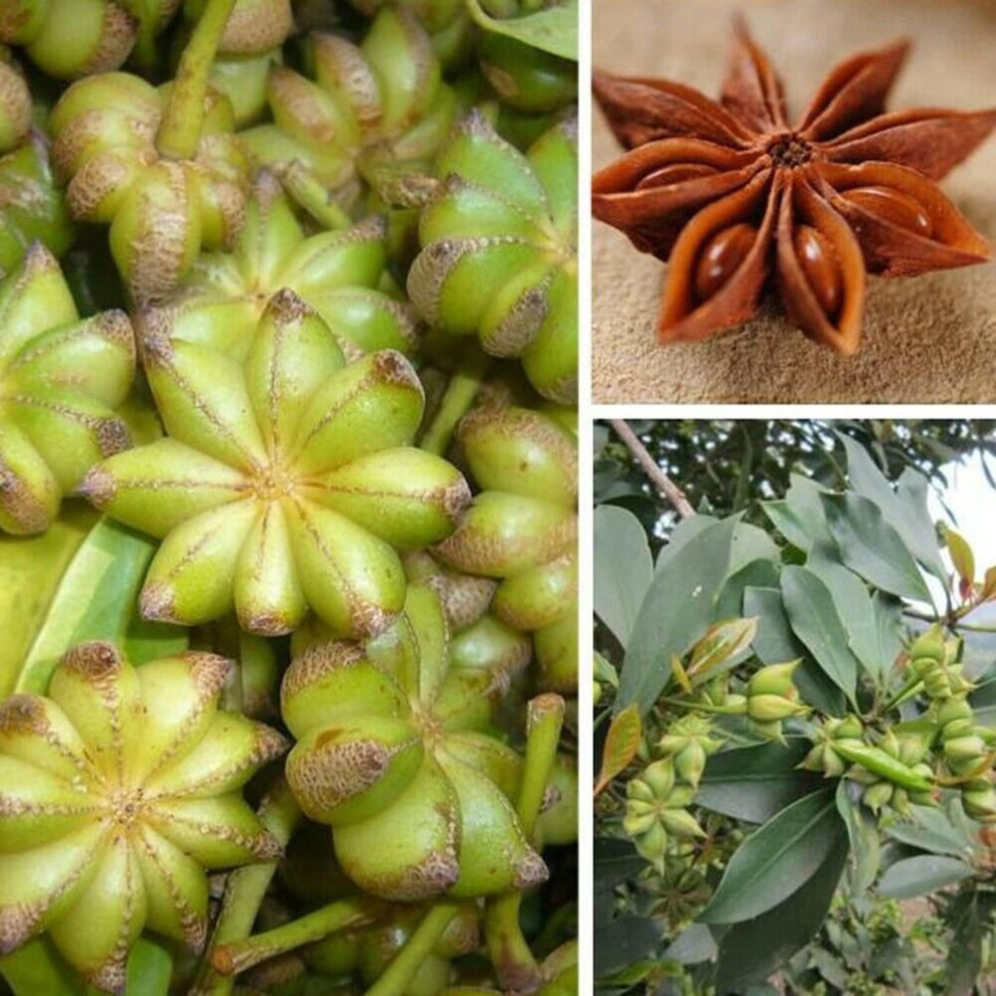 60+ Seeds- Illicium Verum, Chinese Star Anise Seeds, Staranise Bajiao- Grow Year Round. (B0D5J4VM6H) Amazon Price History, Amazon Price Tracker