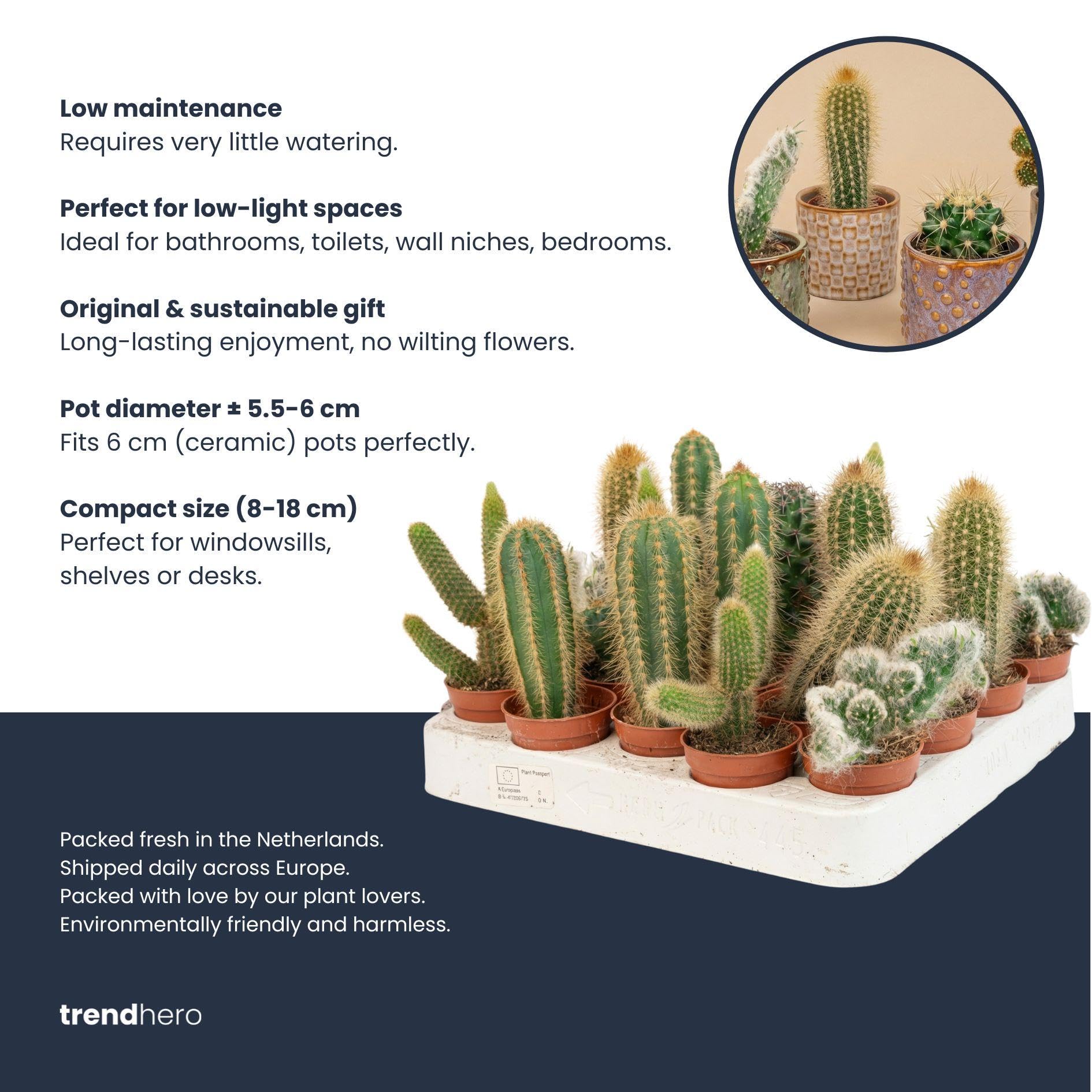 Set di 12 Cactus Vivi, Piante Grasse da Interno, Verde, Vaso 5.5 cm