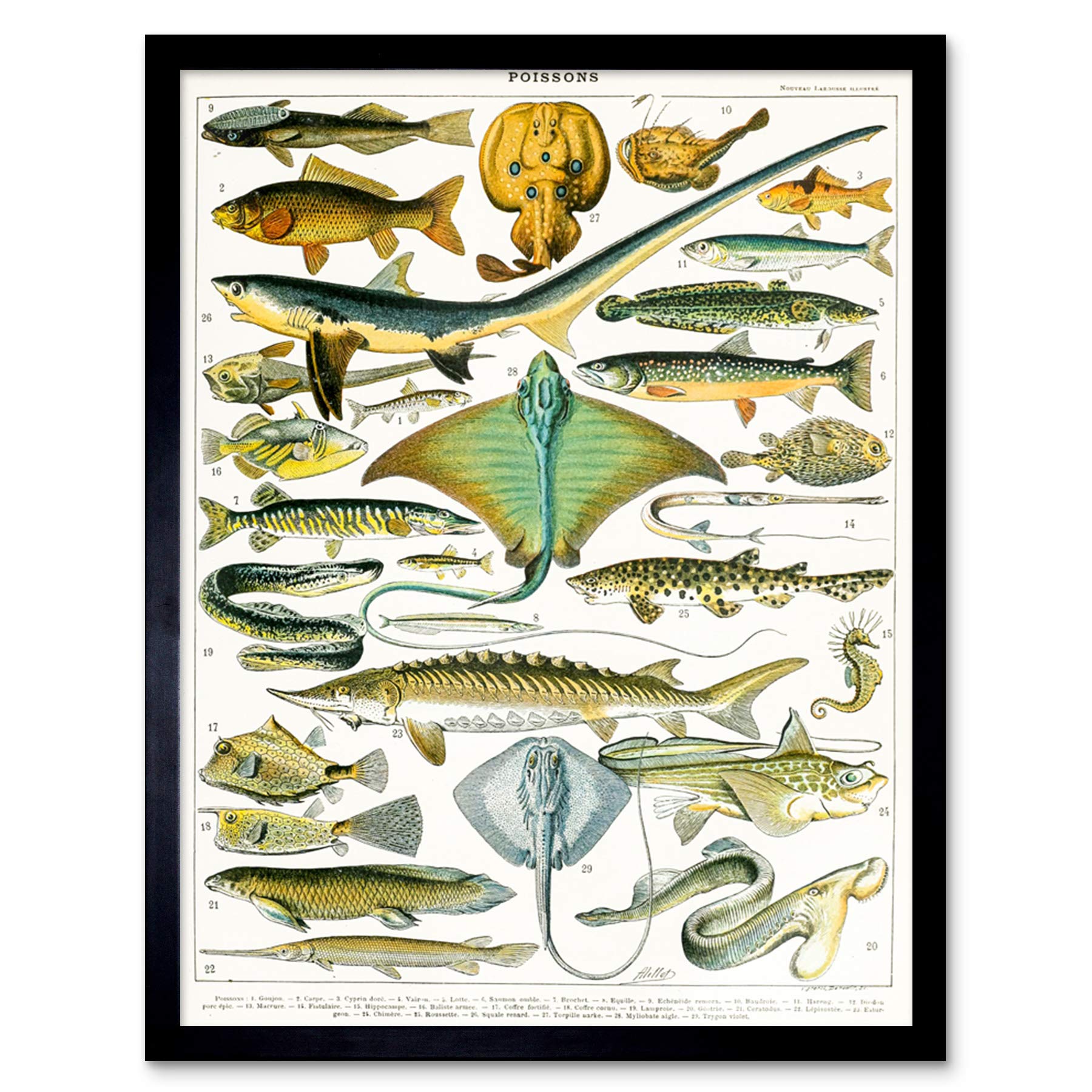 Artery8 Millot Encyclopedia Page Sea Fish Variety Art Print Framed Poster Wall Decor 12x16 inch