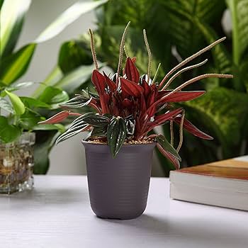 Amazon.co.jp: T4U 8CM ミ二植木鉢 プラスチック多肉植物鉢