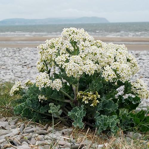 QAUZUY GARDEN 50 semillas de col rizada marina (Crambe Maritima), tolerantes a la sal, comestibles, ornamentales, de rápido crecimiento, sin OMG