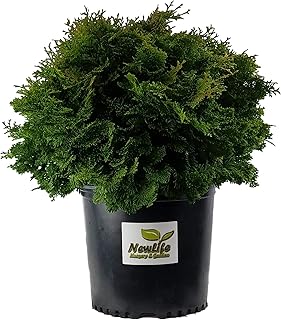 New Life Nursery & Garden / -Dwarf Hinoki Cypress (Nana Gracilis), / -3 Gallon Pot, / -Live Plant