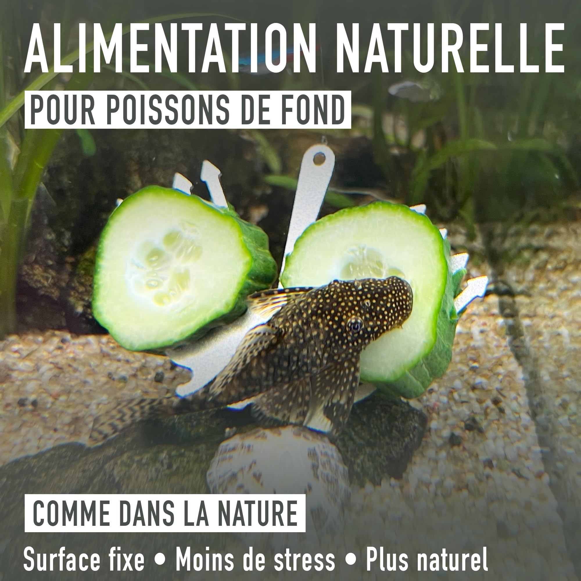 Support Concombre Aquarium INOX – Porte Légumes pour Pleco & Poissons de Fond – Support Nourriture avec Ventouse, Stable, Ne Glisse Pas, Eau Douce & Salée