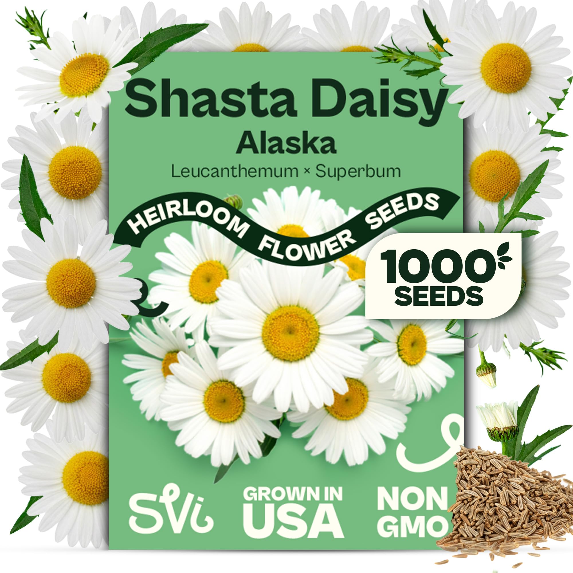 SVI 1000 Alaska Shasta Daisy Seeds (Leucanthemum) – White Daisy Flowers Seed Packets Bulk – Heirloom Wild Flowers, Perennial Flower Seeds for Indoor Garden & Outdoor Garden, Containers, Flower Beds