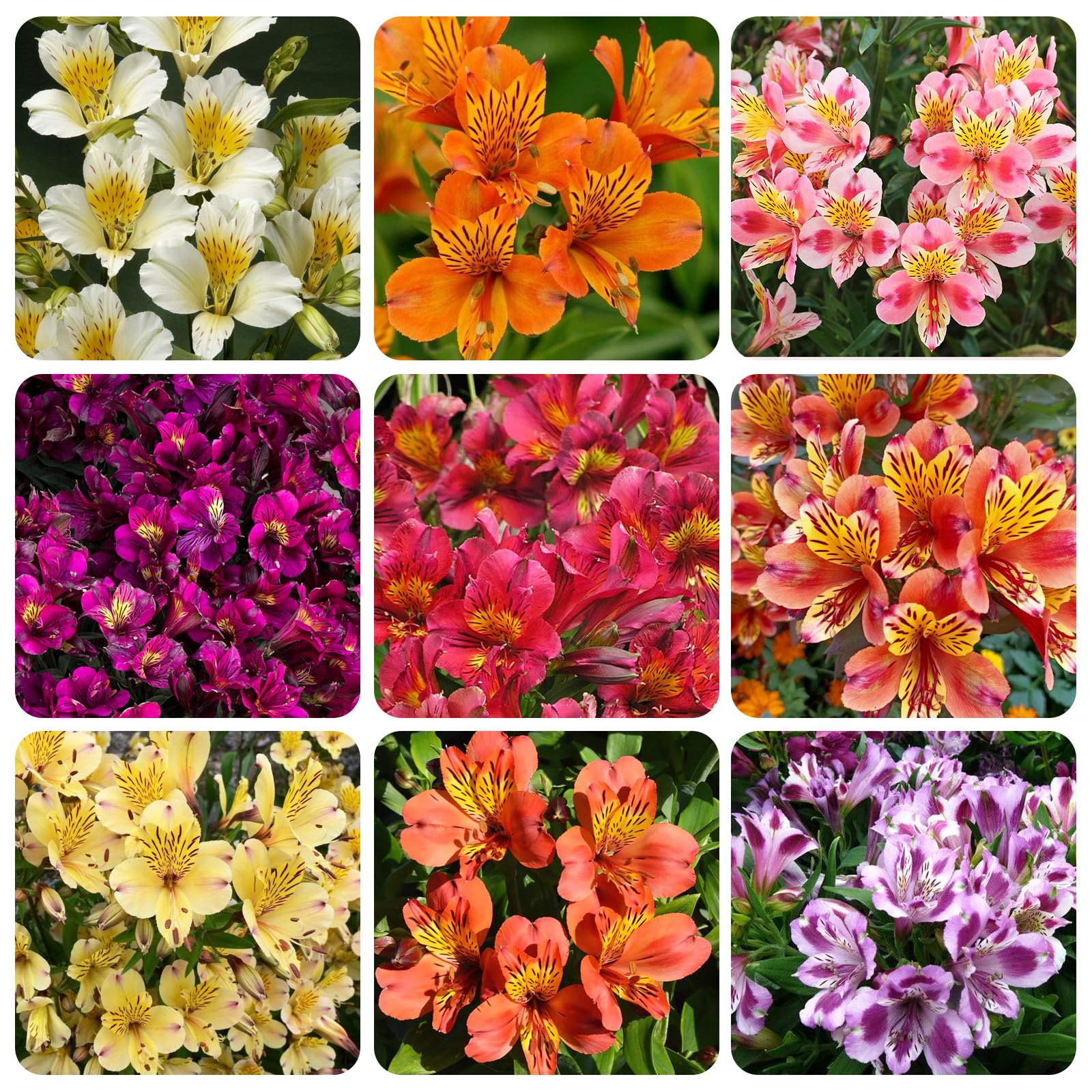 30+ Mixed Alstroemeria Seeds for Planting Outdoors-Perennial Peruvian Lily Flowers Planting for Garden Borders Containers Deer Resistant
