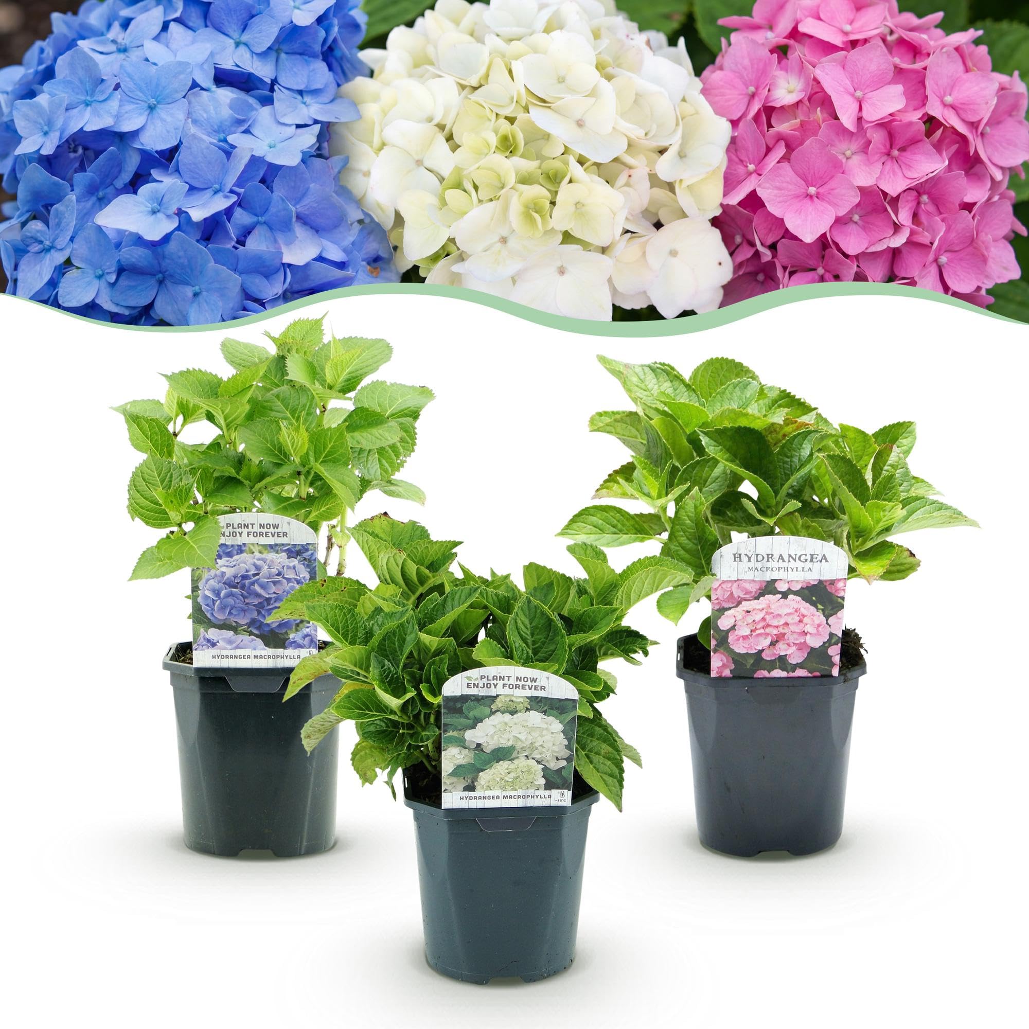 Ortensia Hydrangea Tricolour, da Giardino, Blu Rosa Bianco, Set 3 Piante