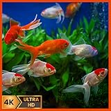 Vídeos relajantes de acuario en 4K: arrecife de coral colorido con sonidos y reloj meteorológico