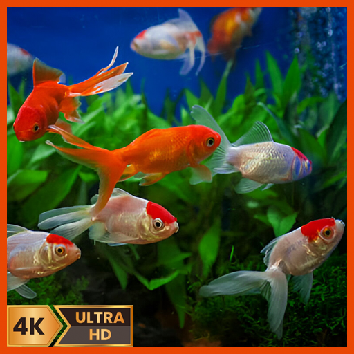 🐠 Relaxing Aquarium Videos in 4K – Colorful Coral Reef with Sounds & Weather Clock