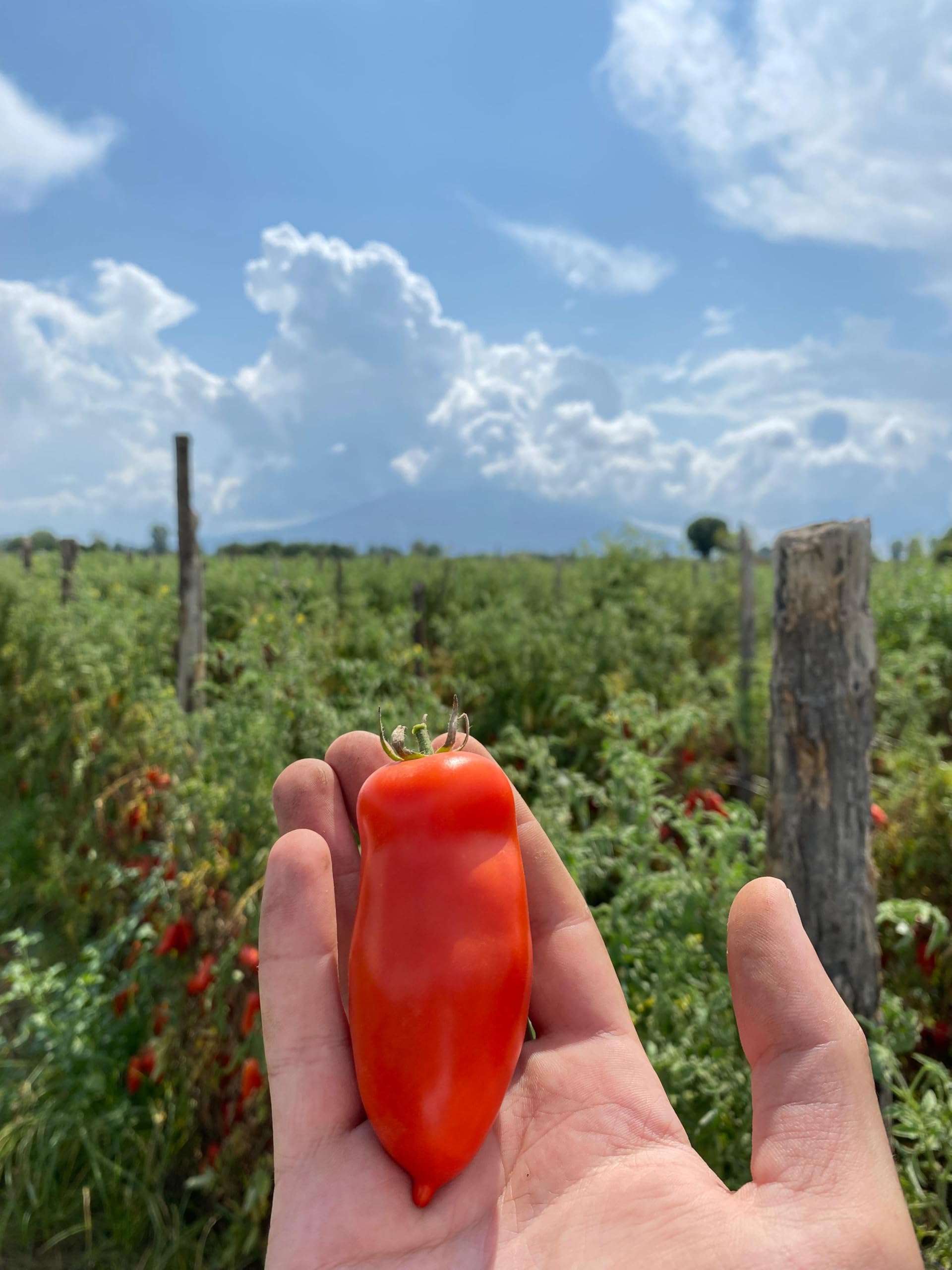 NOLANO San Marzano Tomate Dose DOP ganz & geschält Pizzatomaten 12x 400g