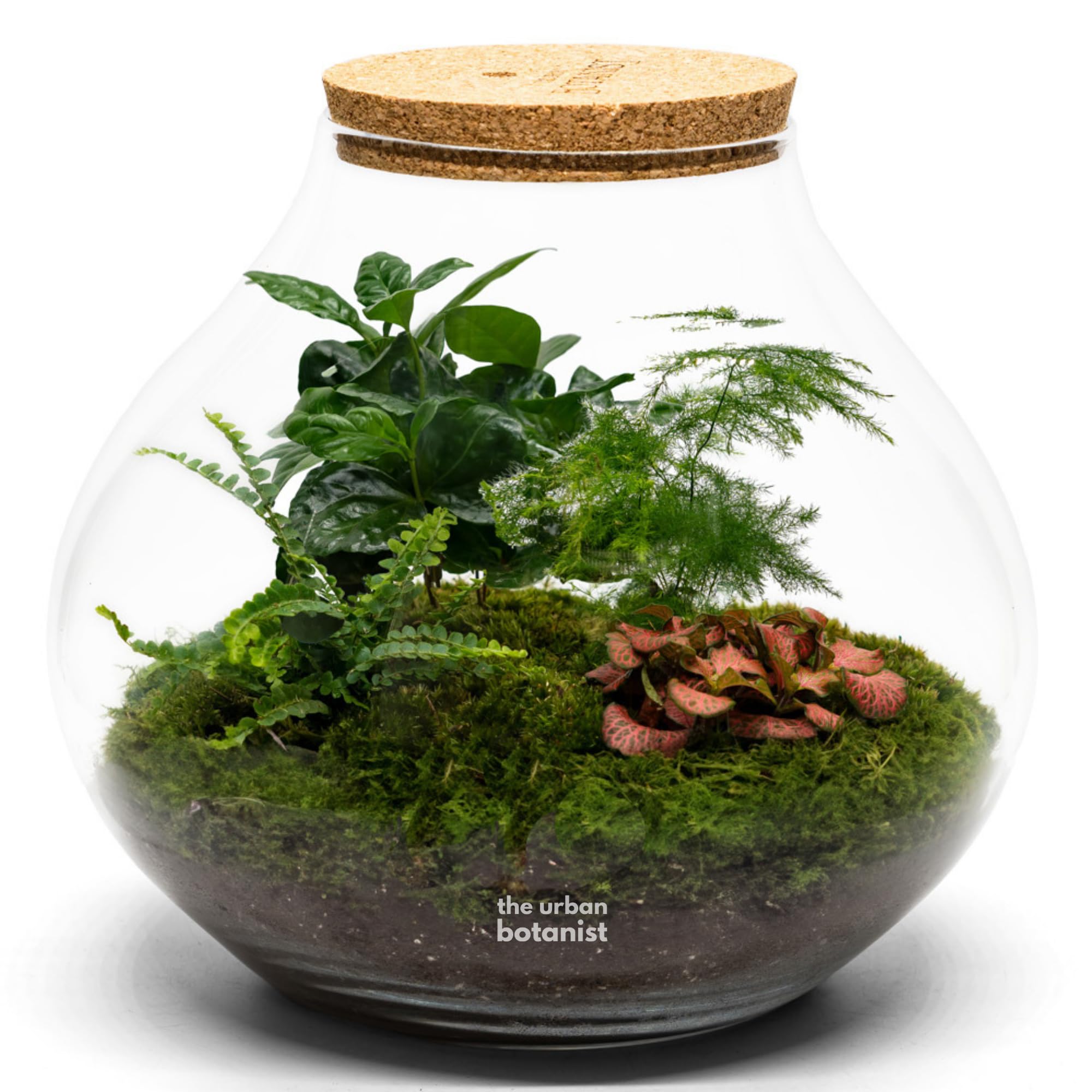 Large Assembled Terrarium, H: 31 cm, Asparagus Fern, Boston Fern, Fittonia and Coffea Arabica, Large Spherical Mouth Blown Glass Jar, Indoor Plant Display (No Tools, Standard Lid)