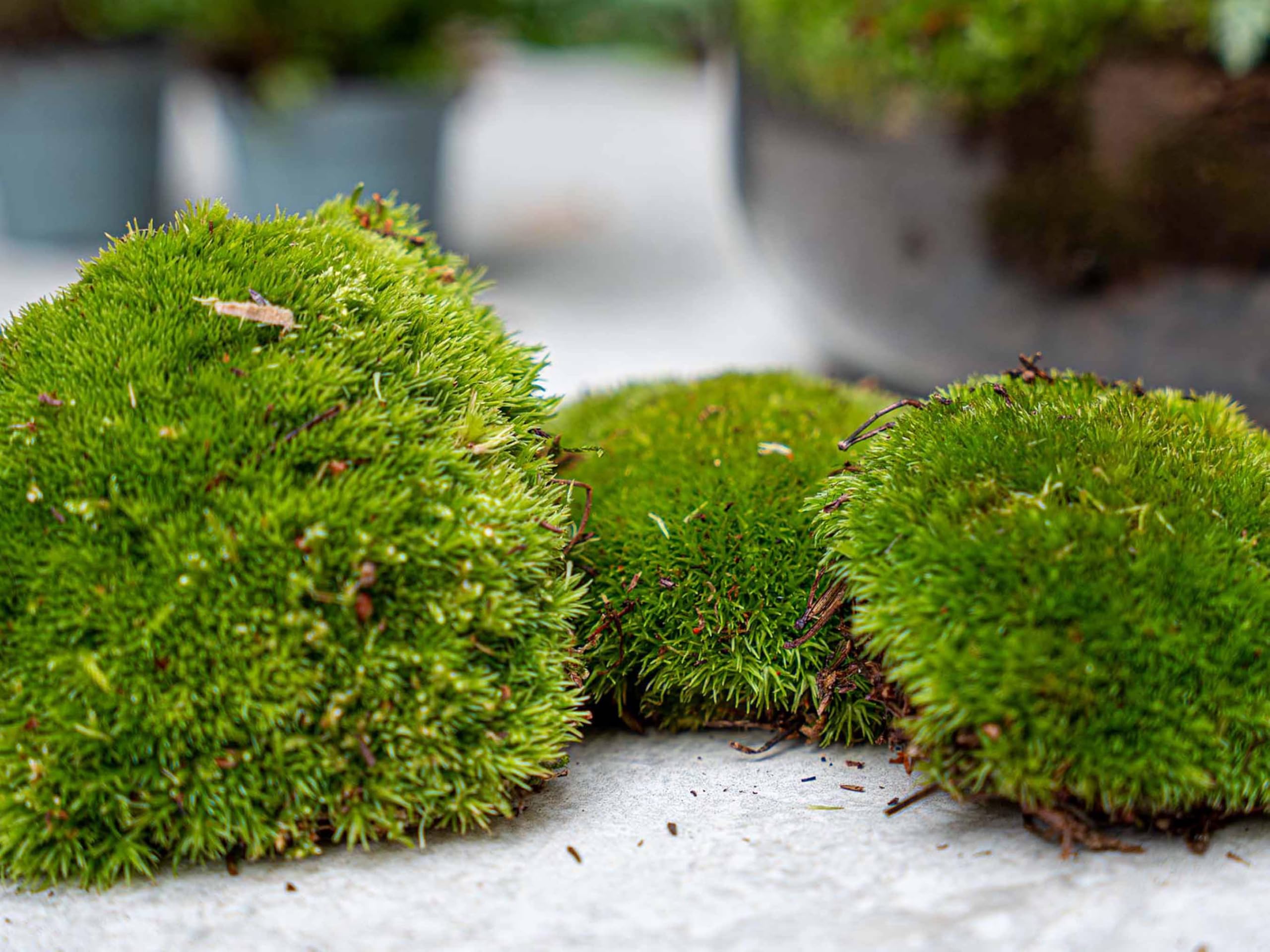 urbanjngl - Bonsai Ficus Ginseng Terrarium Start- und Nachfüllpaket – 3 Terrarienpflanzen für DIY-Projekte – ideal für Gartenliebhaber und Pflanzenfreunde