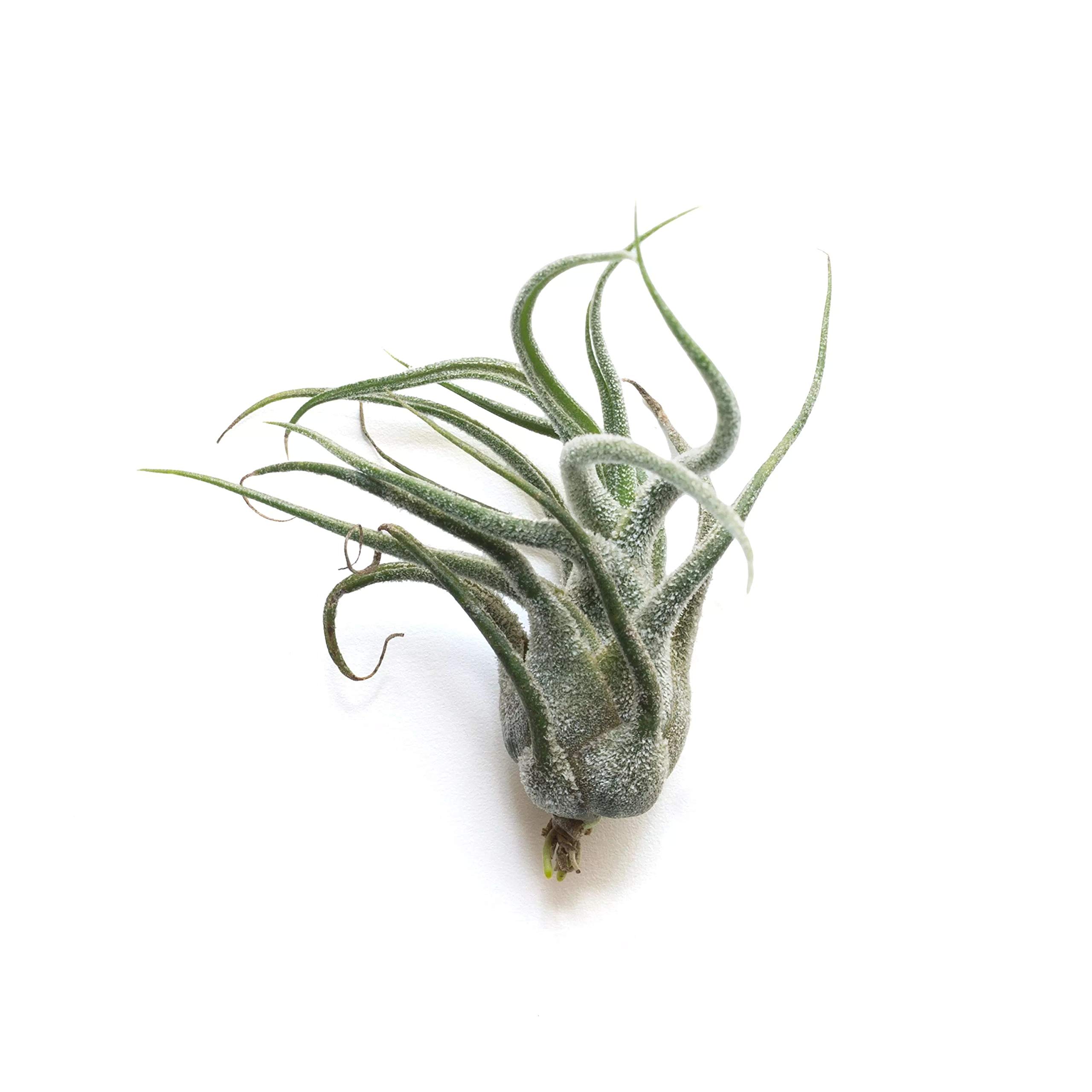 Air Plant - Easy to Keep House Airplant - Tillandsia Gift Bromeliad (Pruinosa) — image 1