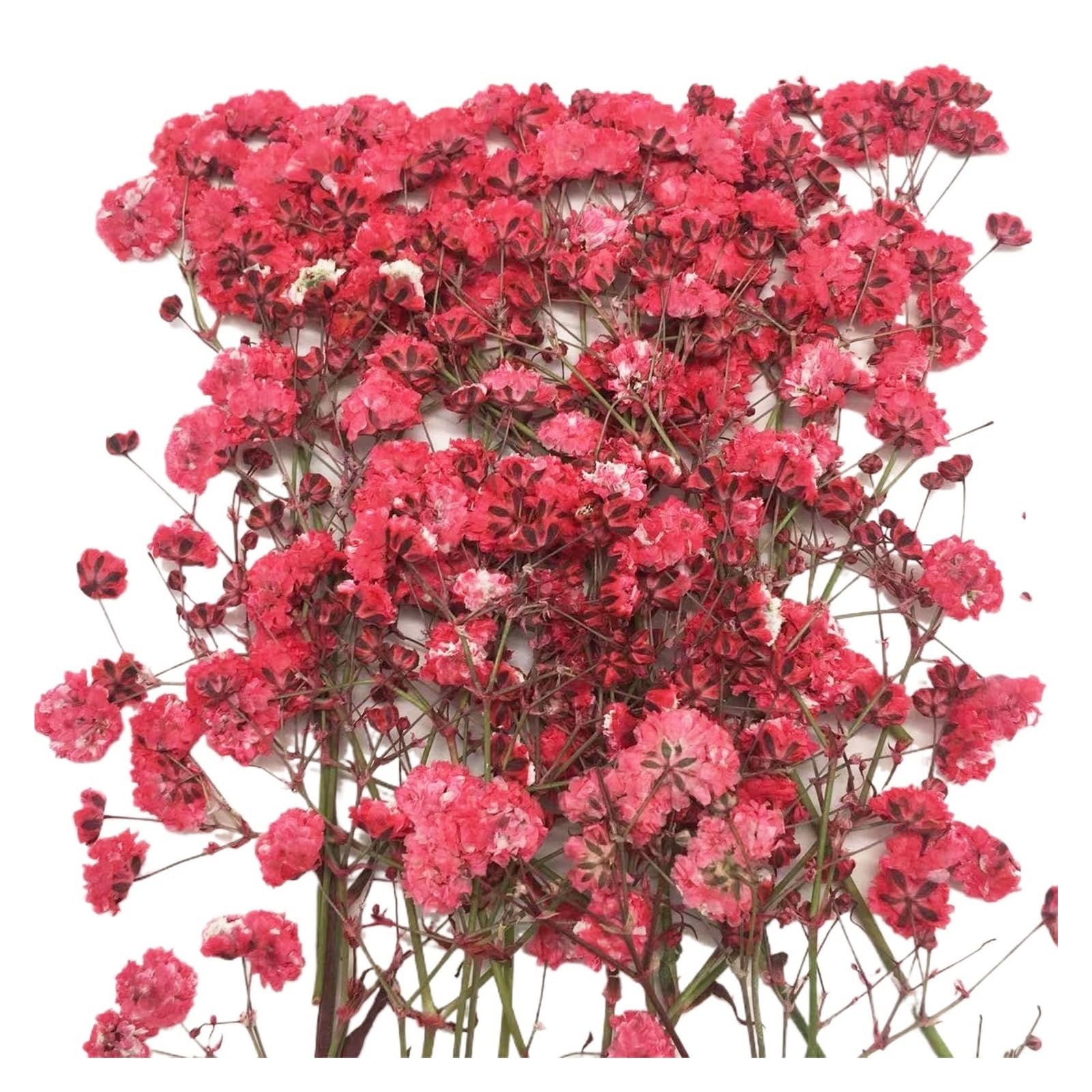 WJIAYAO dried gypsophila flowers 100 Pieces of Baby's Breath Plant Specimens DIY Handmade Bookmark Pressed Flower Material Kit Dried Frame Sticker Decoration(Color3)