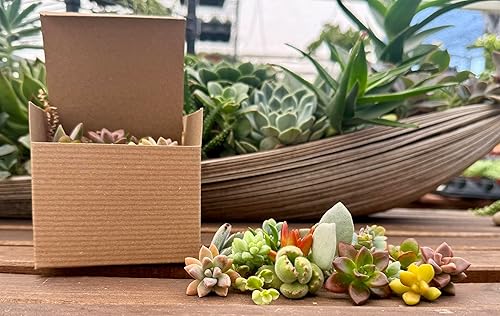 Miniatura 3 de Fat Plants San Diego Esquejes de suculentas en miniatura del jardín de hadas (15)