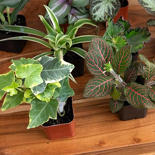 Miniatura 8 de Altman Plants Plantas de interior vivas (6PK), plantas de interior para entrega, plantas vivas y regalos de jardinería para amantes de las plantas,